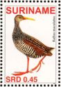 Spotted Rail (Rallus maculatus)